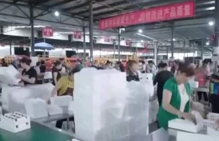 四川成都：10萬畝獼猴桃采摘 小果實(shí)打造大產(chǎn)業(yè)