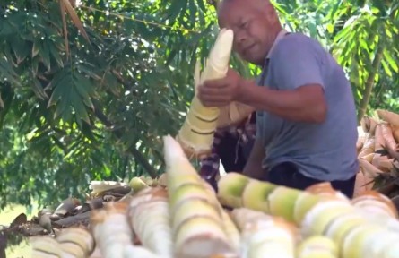 廣西柳州：麻竹筍豐收 全產(chǎn)業(yè)鏈發(fā)展助農(nóng)增收