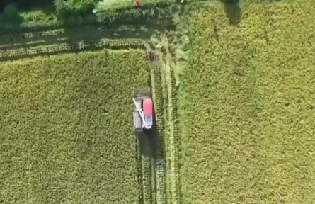 【在希望的田野上】秋糧生產(chǎn)進(jìn)入中后期 多舉措穩(wěn)產(chǎn)保豐收