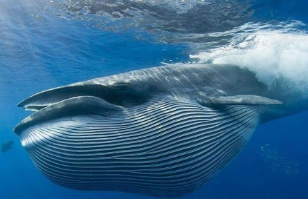 物種故事 | 藍(lán)鯨：地球上現(xiàn)存最大的動物