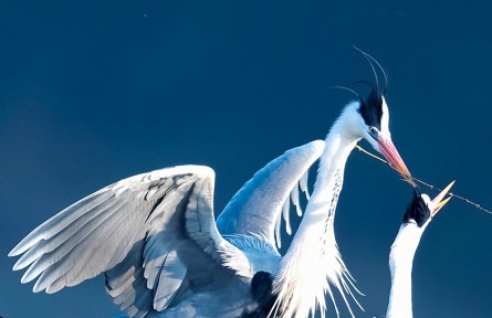 物種故事 | 蒼鷺：“脖細(xì)嘴長筋骨瘦，披蓑赤腳老漁翁”