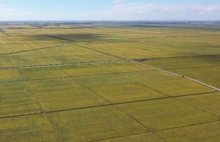 【在希望的田野上】落實落細關鍵舉措 筑牢秋糧穩(wěn)產基礎