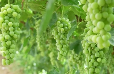寧夏吳忠：大青葡萄迎豐收 科學(xué)種植效益增