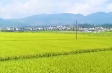 在希望的田野上 科技強力助農 秋糧生產有序推進