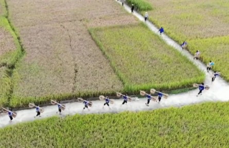 云南：秋風(fēng)起 秋收忙