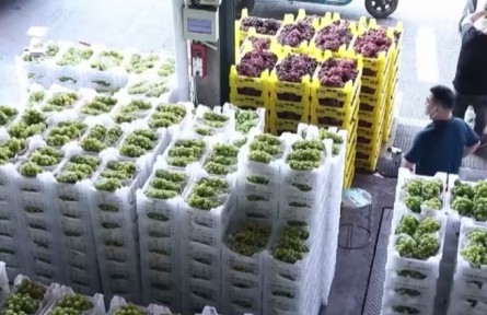 浙江嘉興：大量應(yīng)季水果上市 供應(yīng)充足價(jià)格穩(wěn)