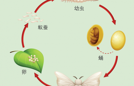 物種故事 | 蠶：緣何只愛吃桑葉？