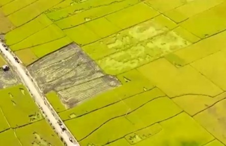 【在希望的田野上】金秋時(shí)節(jié)迎豐收 廣袤田野果實(shí)飄香