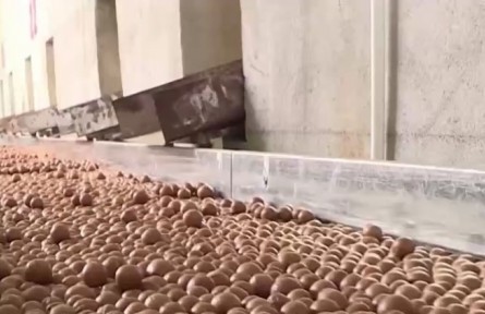 云南臨滄：堅(jiān)果豐收 帶動(dòng)種植戶致富