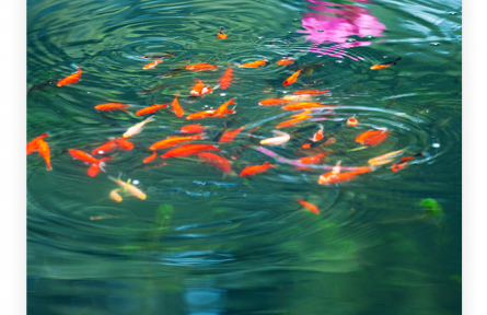 名言 | 諸葛亮：人之忠也，猶魚之有淵