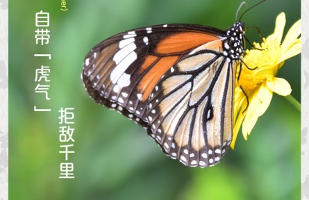 物種故事 | 虎斑蝶：自帶“虎氣” 拒敵千里