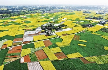 豐收捷報(bào)傳 天府糧滿倉(cāng)