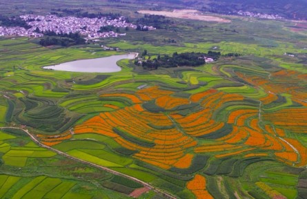 云南大理洱源：花田交錯的美景宛如大地“調(diào)色盤”