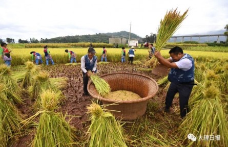 云南大理巍山：稻花香里說豐年，彝族群眾傳承農(nóng)耕文化迎豐收