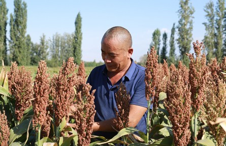 新疆精河縣托林旦達(dá)蓋村：火紅高粱迎豐收