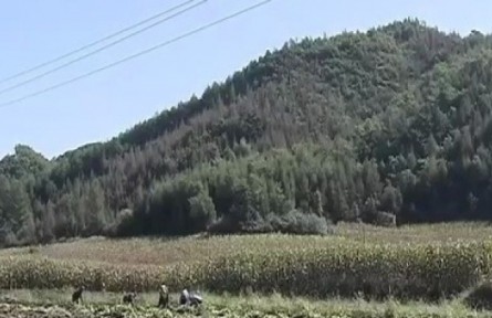 遼寧本溪錦州：加快種植業(yè)結(jié)構(gòu)調(diào)整 拓展農(nóng)民致富新渠道