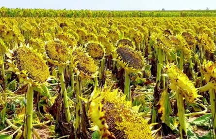 內(nèi)蒙古烏拉特中旗：瓜果飄香 禾谷滿倉(cāng)