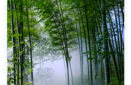 名言 | 白居易：竹本固，固以樹德，君子見其本，則思善建不拔者