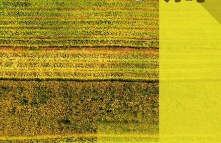 農(nóng)民朋友們！過節(jié)了！