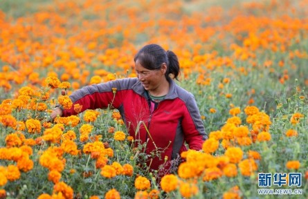 云南昆明祿勸：萬壽菊花開，群眾錢包鼓起來