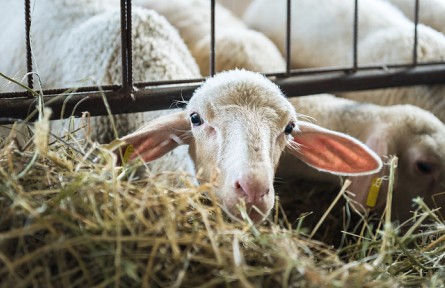 科技名詞 | 生長試驗(yàn)法  growth assay