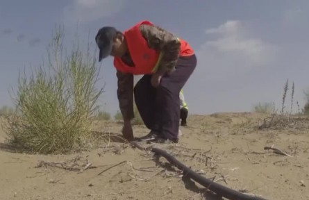 國慶假期·在崗位：沙漠堅守 只為烏梁素海的那抹綠