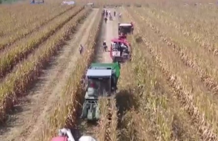 中國(guó)大豆主產(chǎn)區(qū)大面積開(kāi)鐮收獲