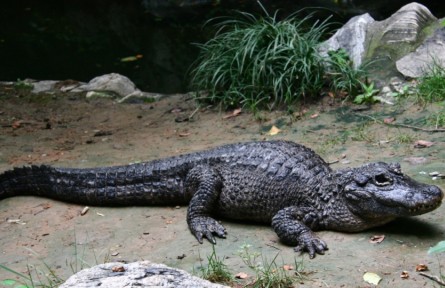 物種故事|揚子鱷：世上最小鱷魚“特長”多