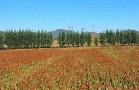 安徽肥東：水稻迎來(lái)豐收季 高標(biāo)準(zhǔn)農(nóng)田顯成效