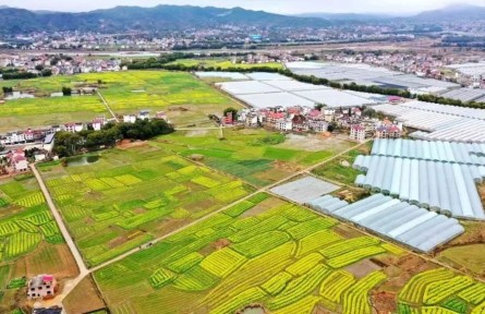江西興國：“接茬”輪作搶農(nóng)時 油菜種植育新機