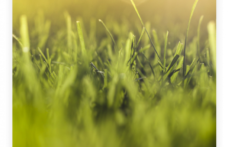 名言 | 孟郊：誰言寸草心，報(bào)得三春暉