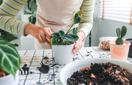 辟謠 | 那些常見的花式居家施肥法，竟然都沒用？