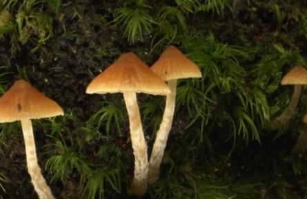 《秘境尋蹤》第三季第十集：雨林潤物