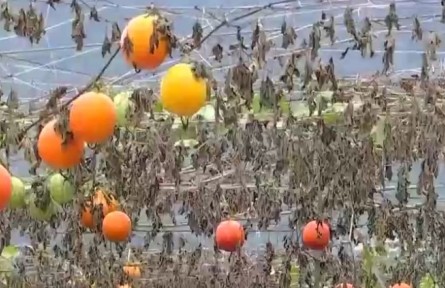 重慶黔江：三千畝“致富果”助農(nóng)增收