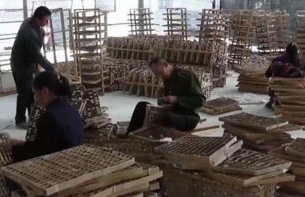 四川三臺：晚秋蠶繭豐收 蠶農(nóng)“繭”出好日子