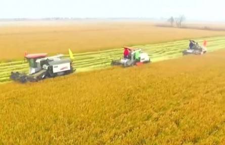 安徽：良種良法助力秋糧豐收