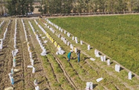 新疆兵團(tuán)：蔬菜成熟正當(dāng)時(shí) 職工迎來豐收季