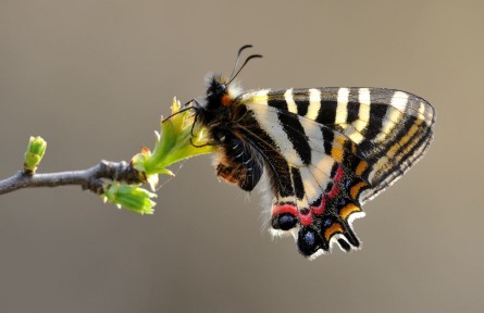 物種故事 | 中華虎鳳蝶：條紋酷似虎斑的“國寶”級(jí)昆蟲