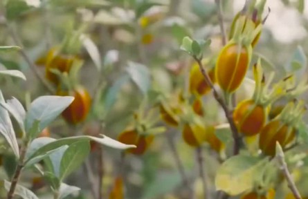 福建福鼎：六萬畝黃梔子全面成熟開采