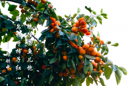 霜降，霜葉紅于二月花