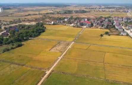 全國(guó)秋糧已收10.78億畝 完成82.5%