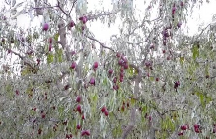 新疆若羌：23萬多畝紅棗獲豐收 棗農(nóng)采摘忙