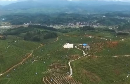 貴州黎平：“金果”滿枝頭 29萬畝油茶林迎豐收