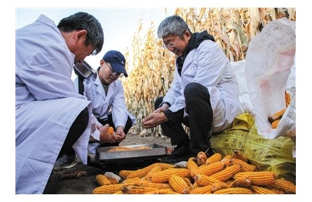 “綠科技”里的豐收密碼——來自“內(nèi)蒙古糧倉”的秋收一線觀察