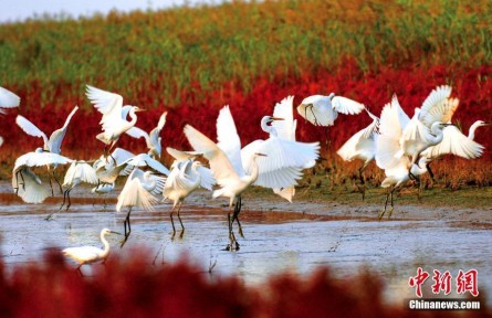 濕地保護(hù)看中國(guó)