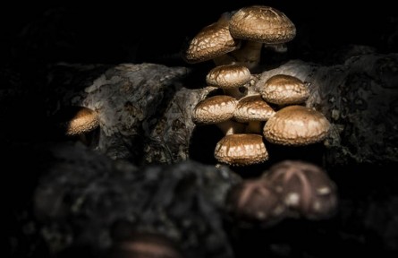 我國再添一項全球重要農業(yè)文化遺產