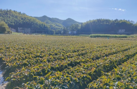 福建永安:高山農(nóng)業(yè)助力鄉(xiāng)村振興