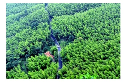 減少白色污染，“以竹代塑”貢獻(xiàn)中國(guó)智慧