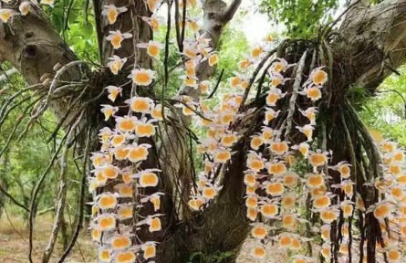 物種故事 | 報春石斛：花姿優(yōu)雅的報春蘭科植物