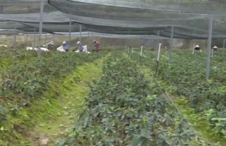 云南鳳慶：發(fā)展林下經濟 助力群眾增收